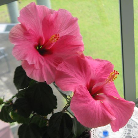 Hibiscus Bed & Breakfast Waihi Exterior foto